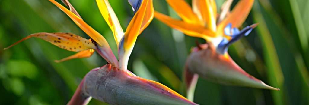 bird of paradise flower