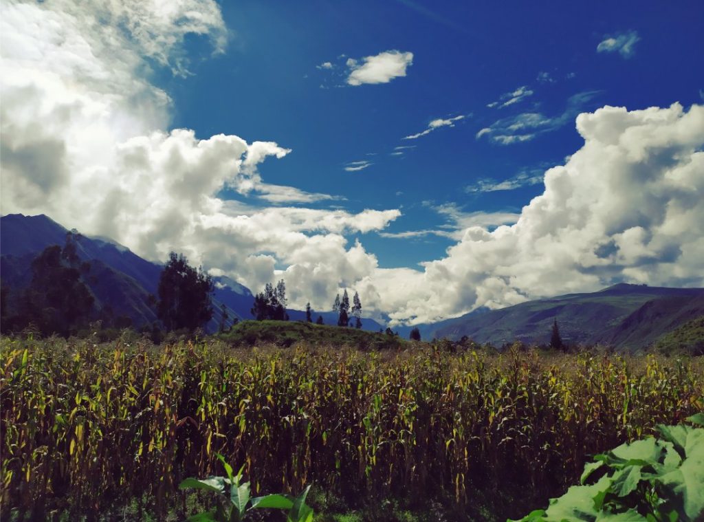 A landscape of a corn field with clouds and mountains.