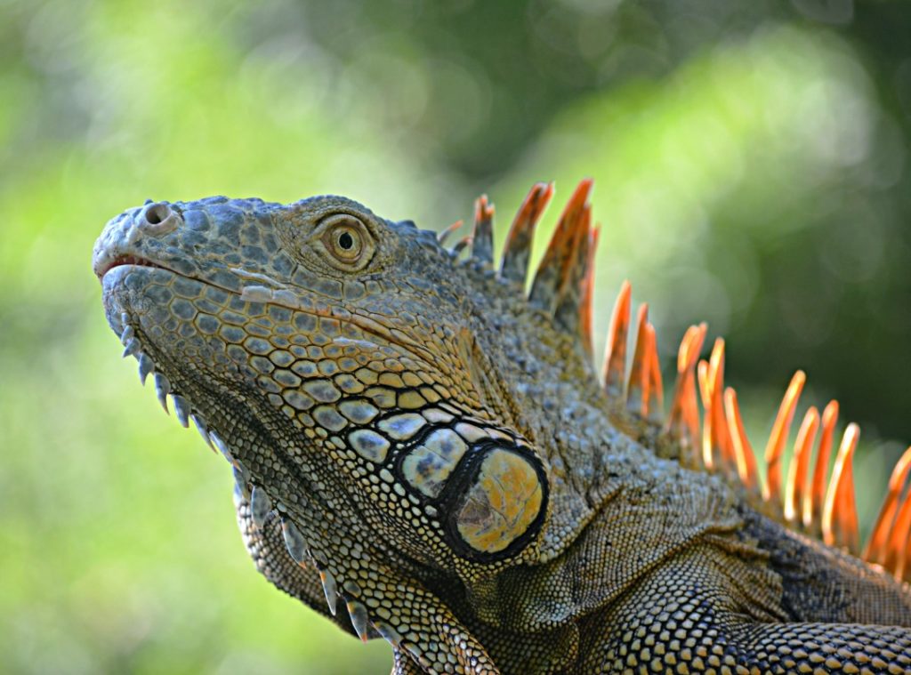 Iguana