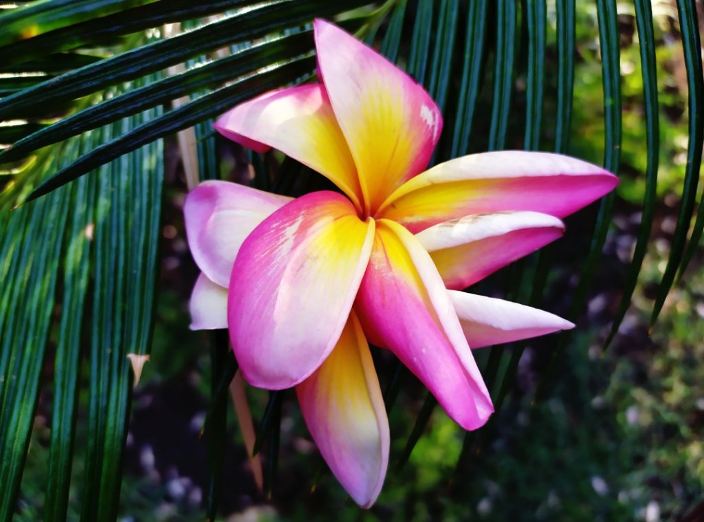 An exotic bright, colourful pink and yellow flower.