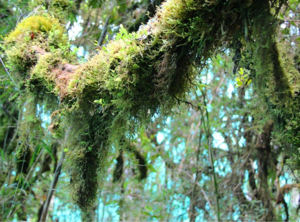 Mossy long hanging branch on a tree