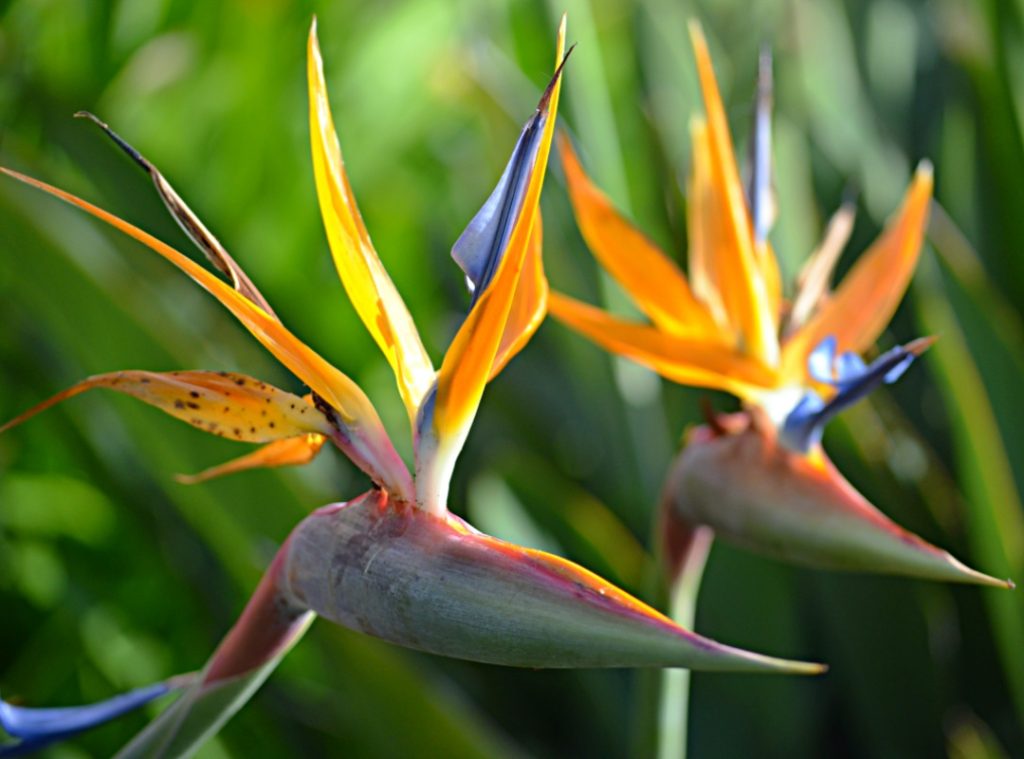 Bird of Paradise Flower