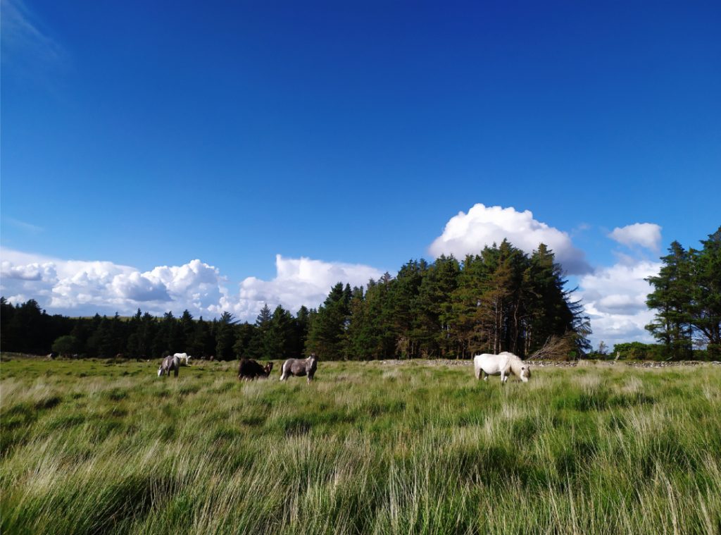 Landscape with horses grazing in an open grassy meadow.