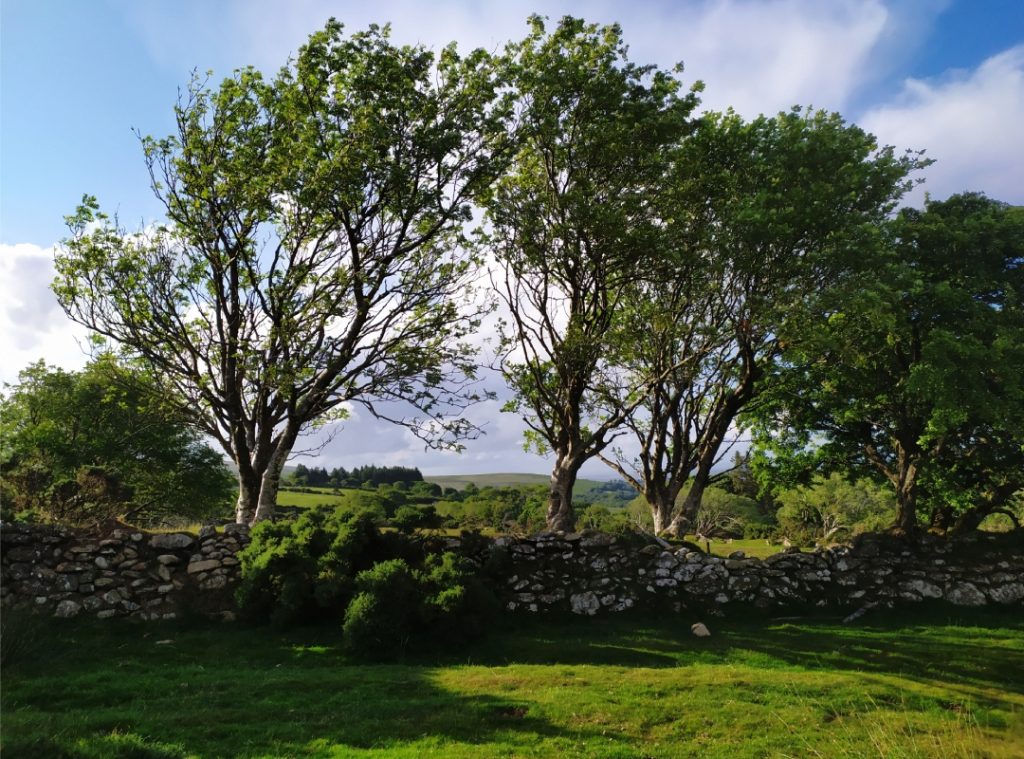 Landscape of trees swaying in the wind.