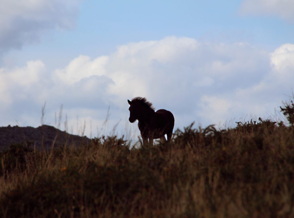 Silhouette of a pony against a cloudy sky.