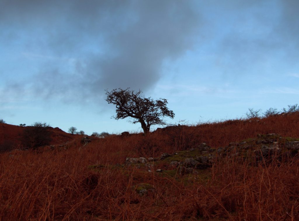 A single tree silhouette against a sky and landscape.