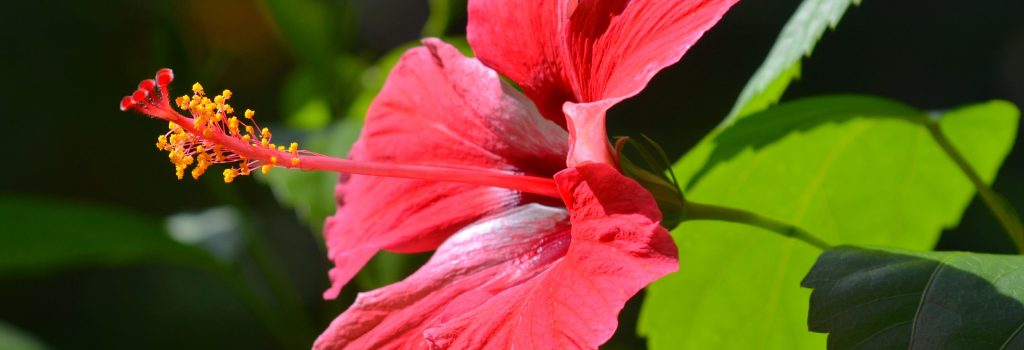 Single red flower.