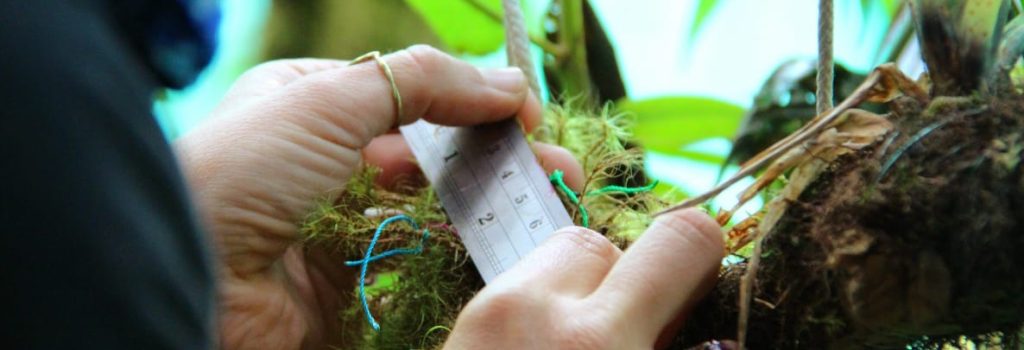 Cloud forest project showing a team member collecting data for the project.