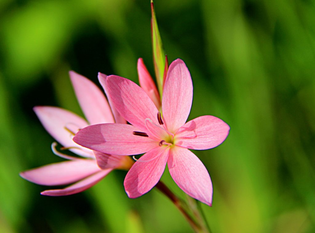 Pink Hesperantha coccinea Sunrise flower