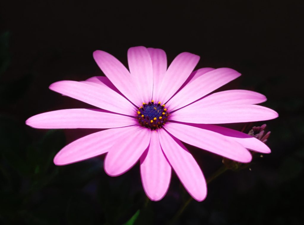 Purple Osteospermum flower