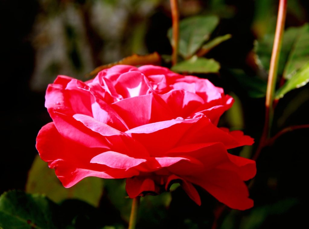 Red garden rose