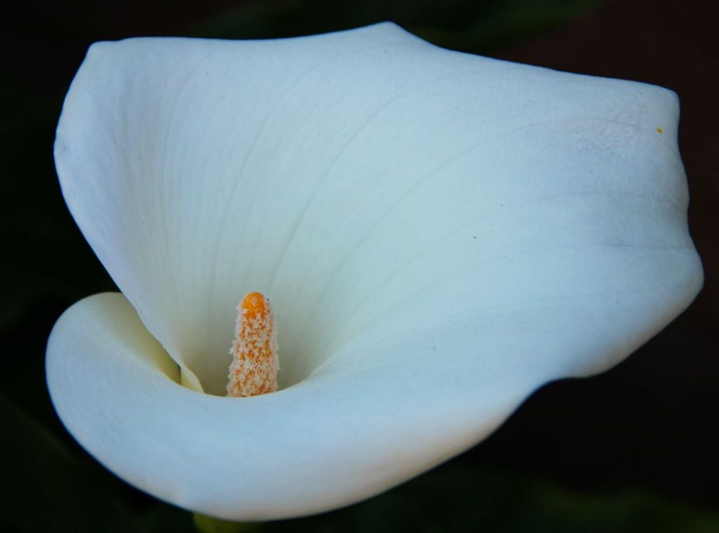 White lily flower