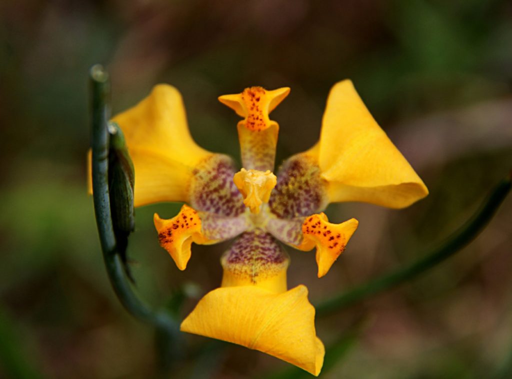 Yellow Iris flower