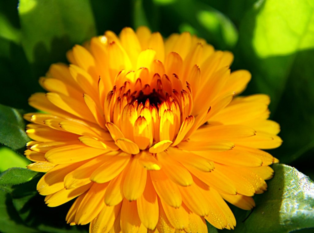 Yellow marigold flower