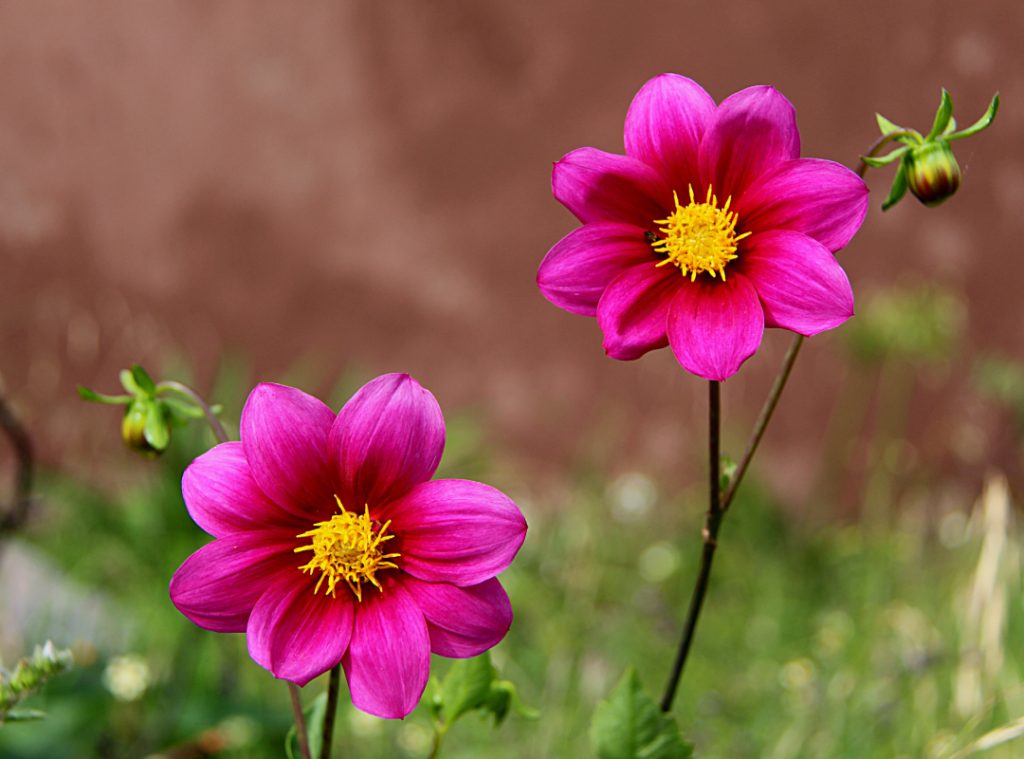 Pink Dahlias