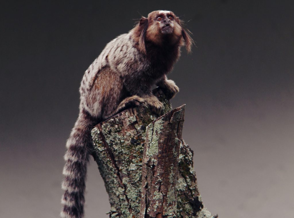 Marmoset monkey portrait.