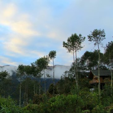 The unique biodiversity of Cloud Forests in Peru